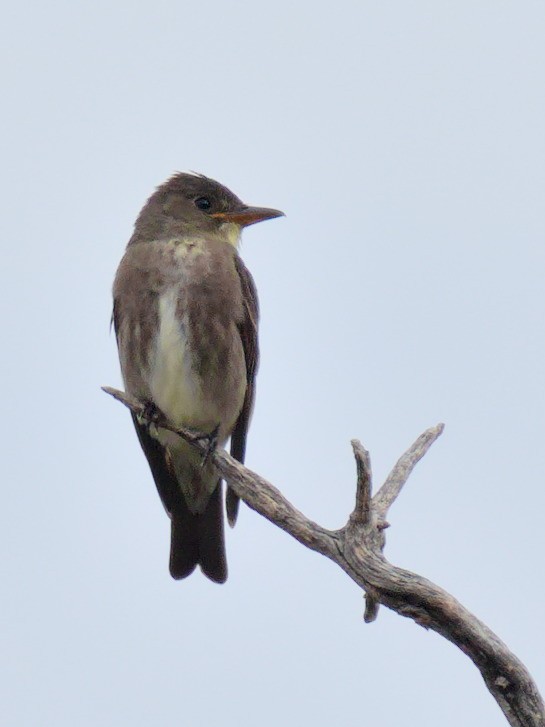 Olive-sided Flycatcher - ML506686661