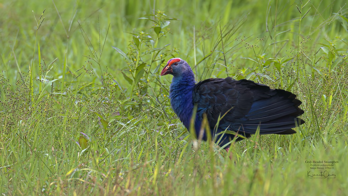 Gray-headed Swamphen - Kenneth Cheong