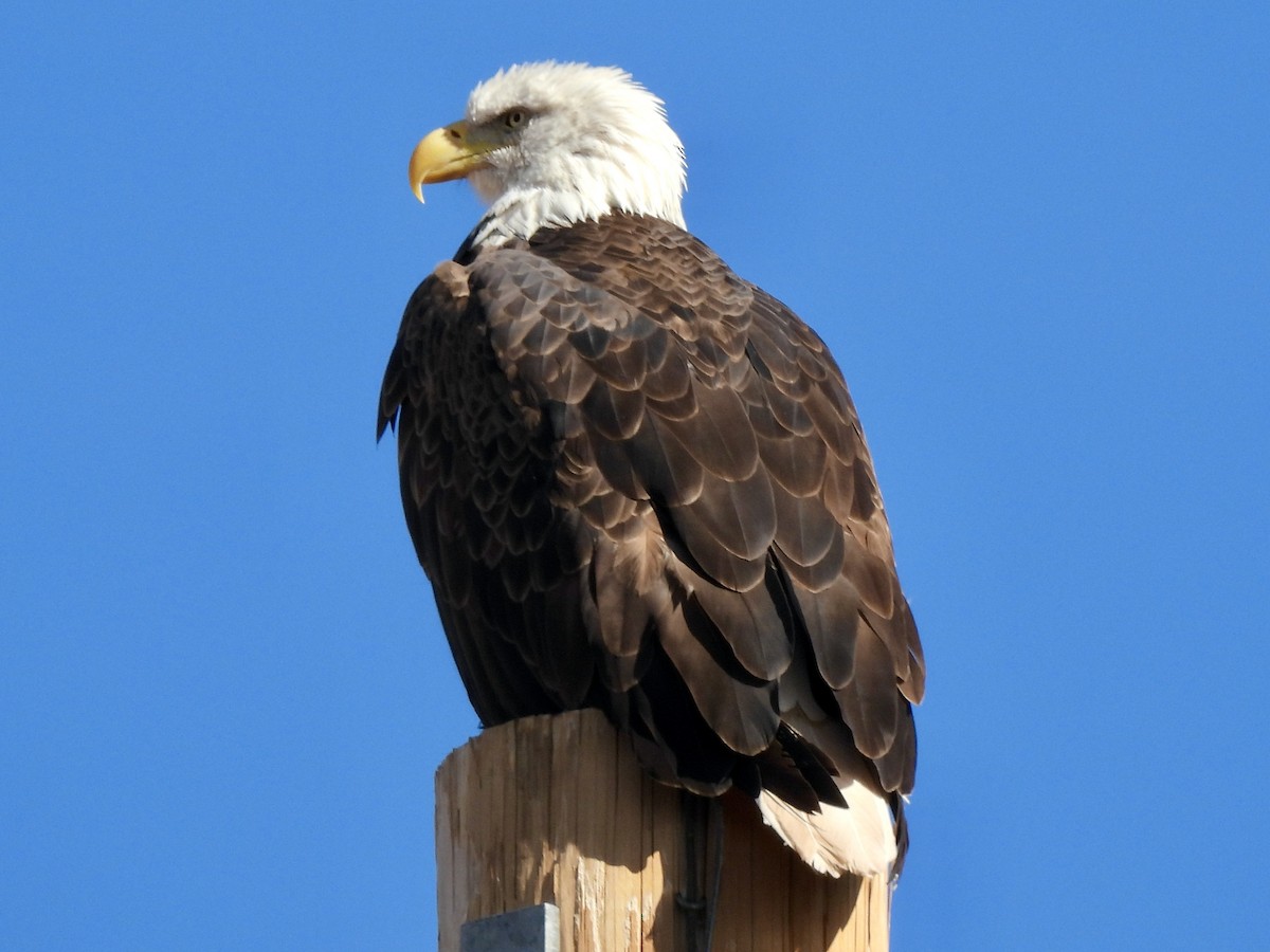 Bald Eagle - ML506688091