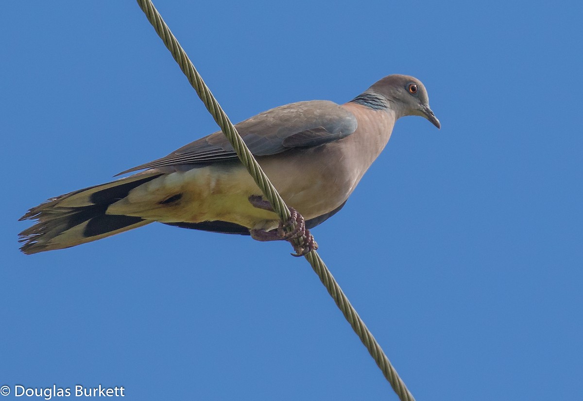 Philippine Collared-Dove - ML506688361