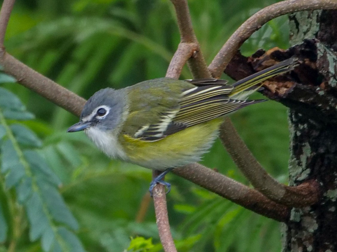 Blue-headed Vireo - Roger Horn