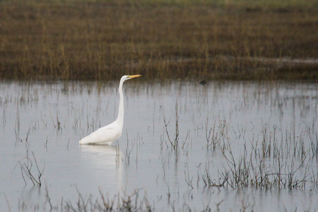 Great Egret (modesta) - ML50668921