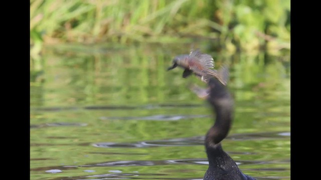 Cormoran vigua - ML506689291