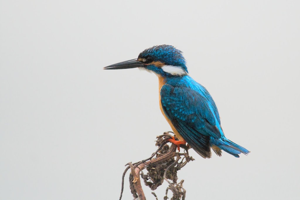 Common Kingfisher - ML50668941