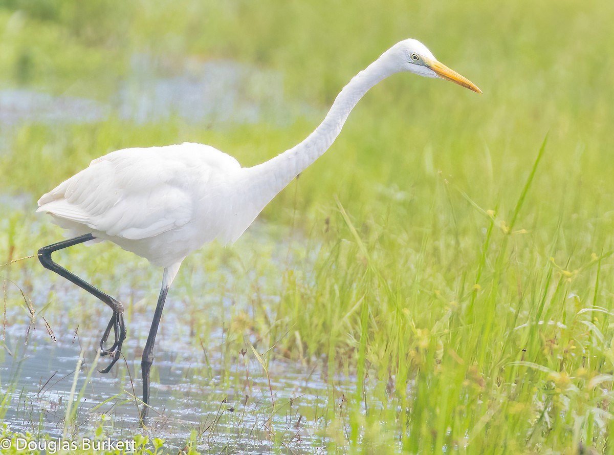 Great Egret - ML506689671