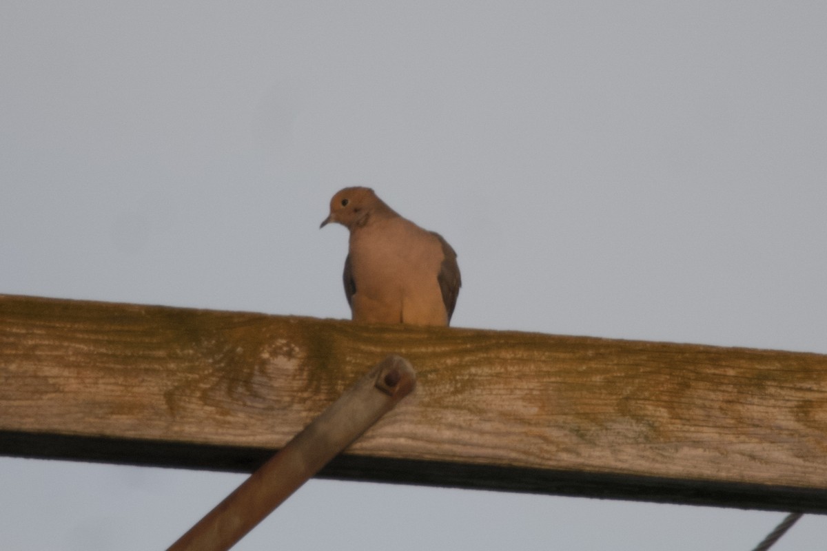 Mourning Dove - ML506690541