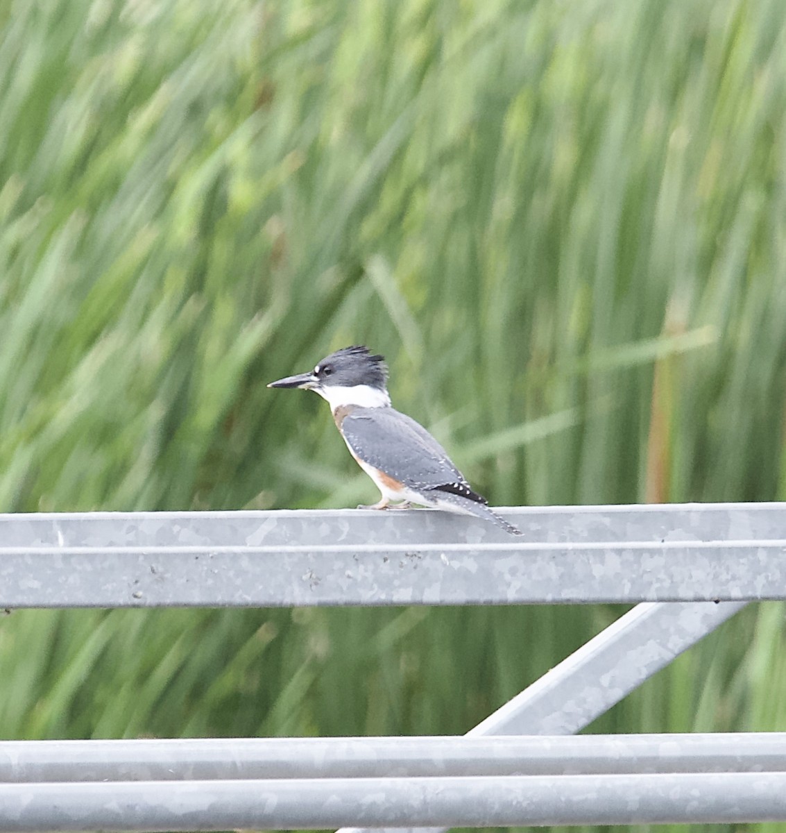Belted Kingfisher - ML506690731