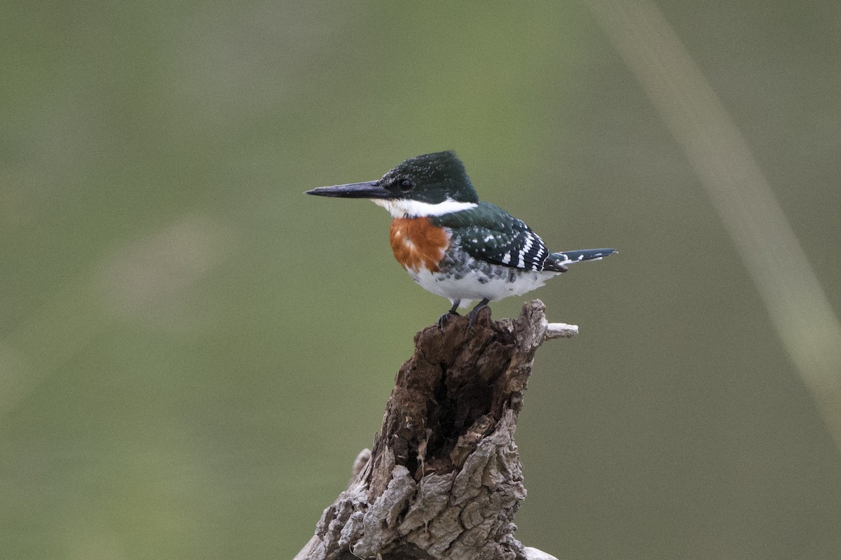 Green Kingfisher - ML506691341