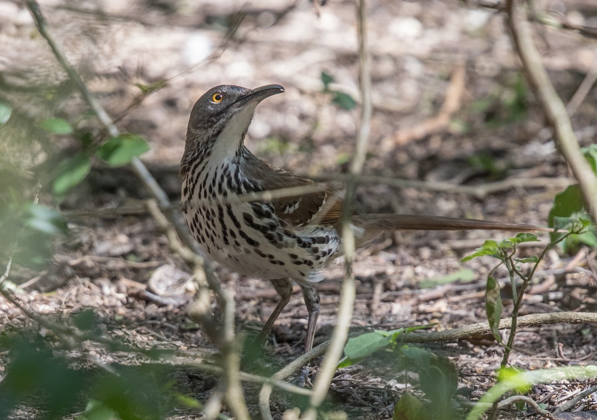 Long-billed Thrasher - ML50669191