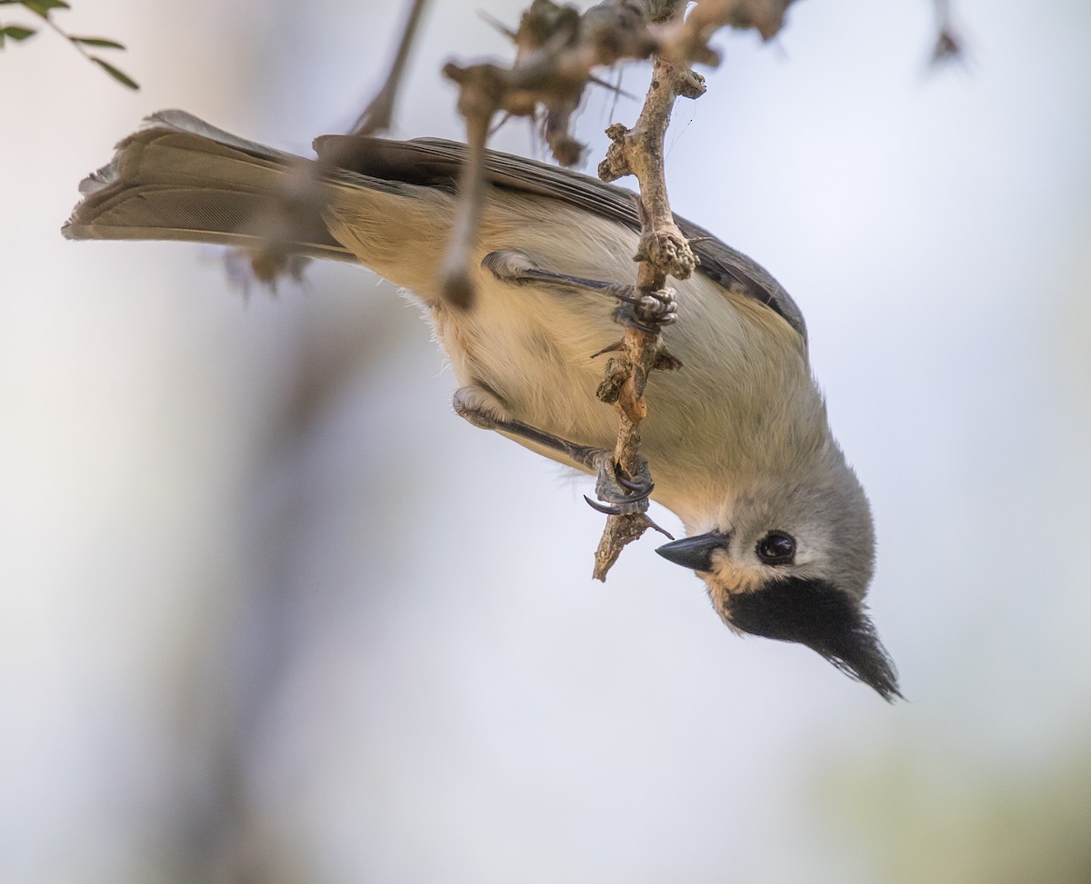Black-crested Titmouse - Caroline Lambert