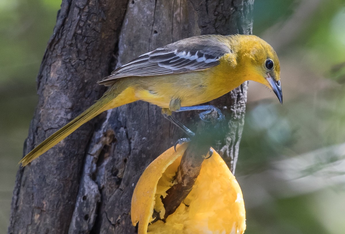 Hooded Oriole - ML50669221