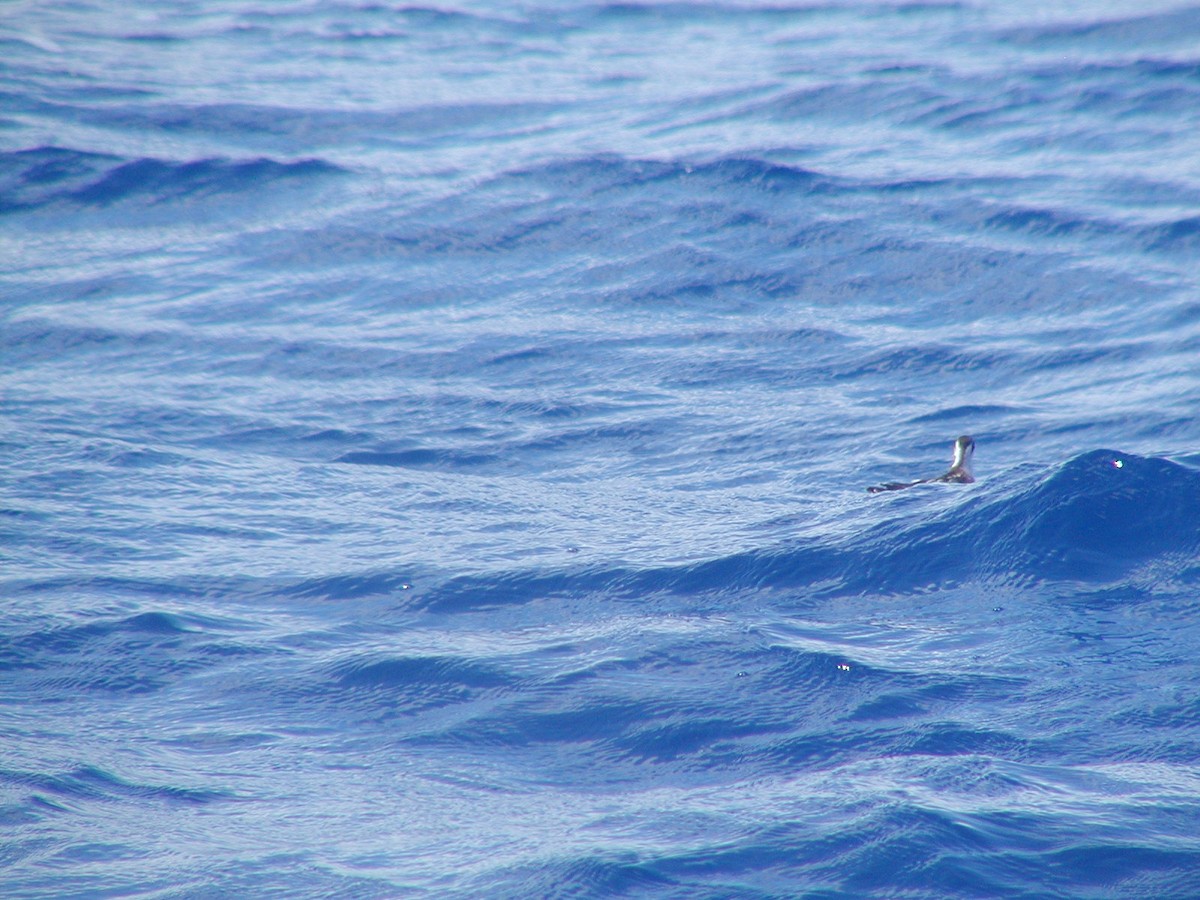 Red-necked Phalarope - ML506694481