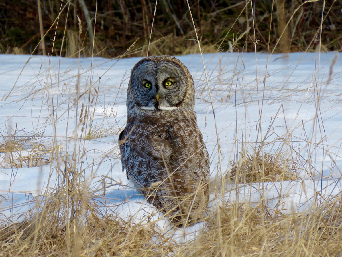 Great Gray Owl - ML50669691