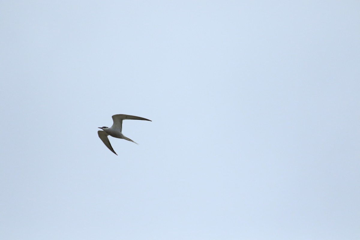 Common Tern - ML506698681