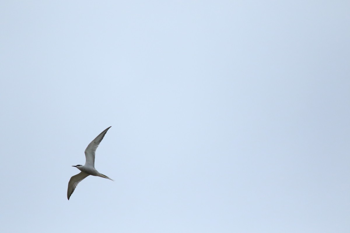 Common Tern - Tiantian Zhao