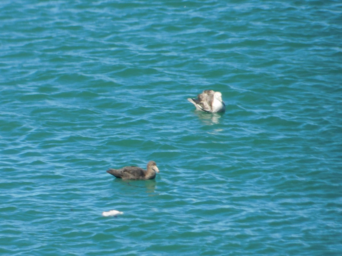 Northern Giant-Petrel - Nicolás Bejarano