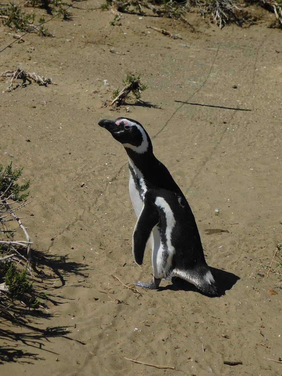 Magellanic Penguin - Nicolás Bejarano