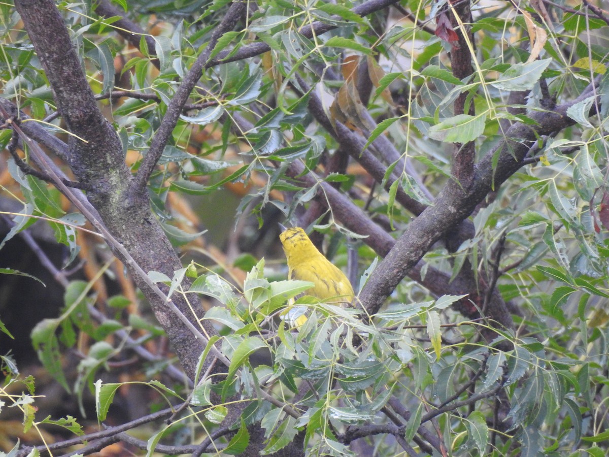 Indian Golden Oriole - ML506700511