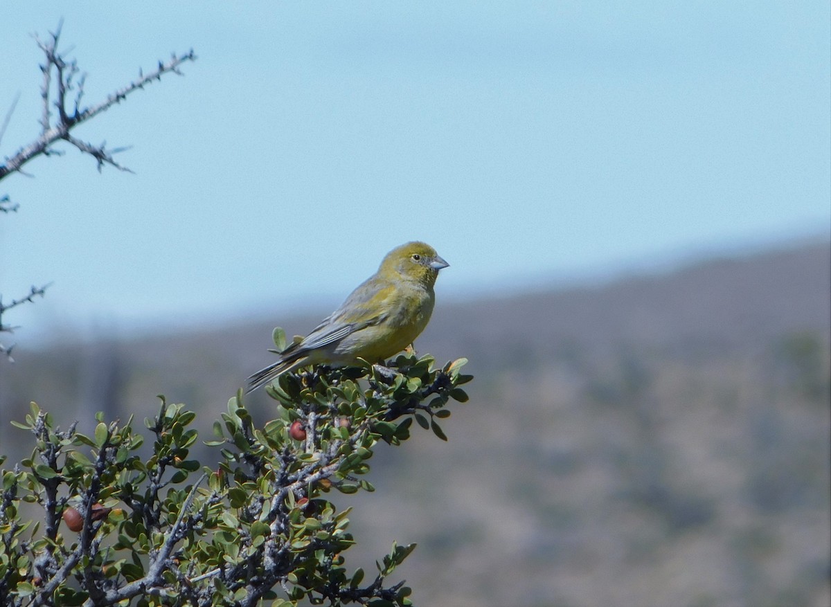 Patagonian Yellow-Finch - Nicolás Bejarano