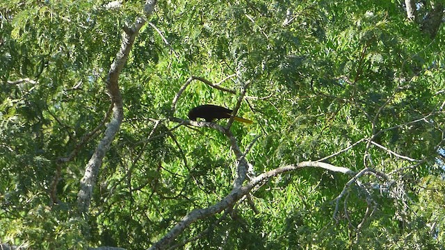 Krähenstirnvogel - ML506701251