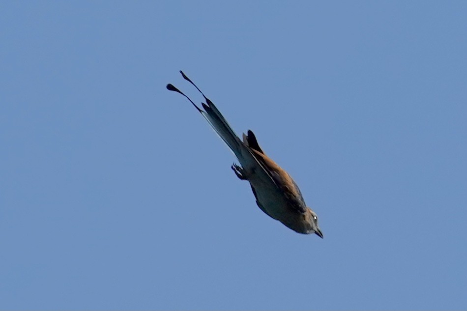 Racket-tailed Roller - Daniel Winzeler