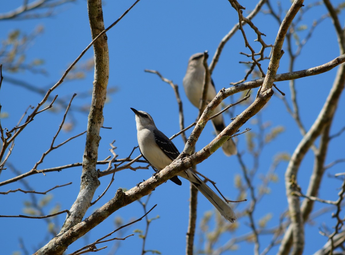 Tropical Mockingbird - ML50670191