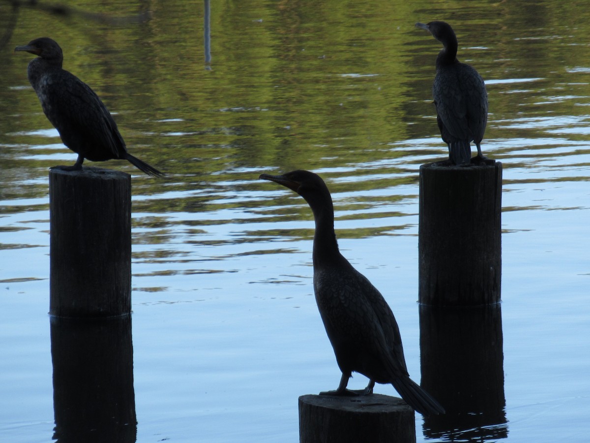 Double-crested Cormorant - ML506702161
