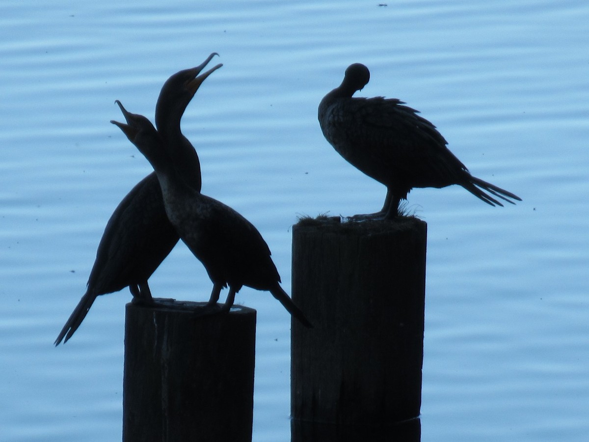 Double-crested Cormorant - ML506702171