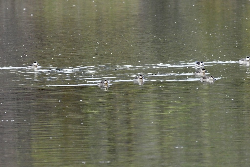 Ruddy Duck - ML506702201