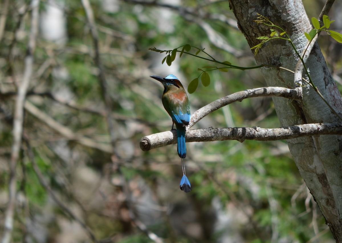 Turquoise-browed Motmot - ML50670221