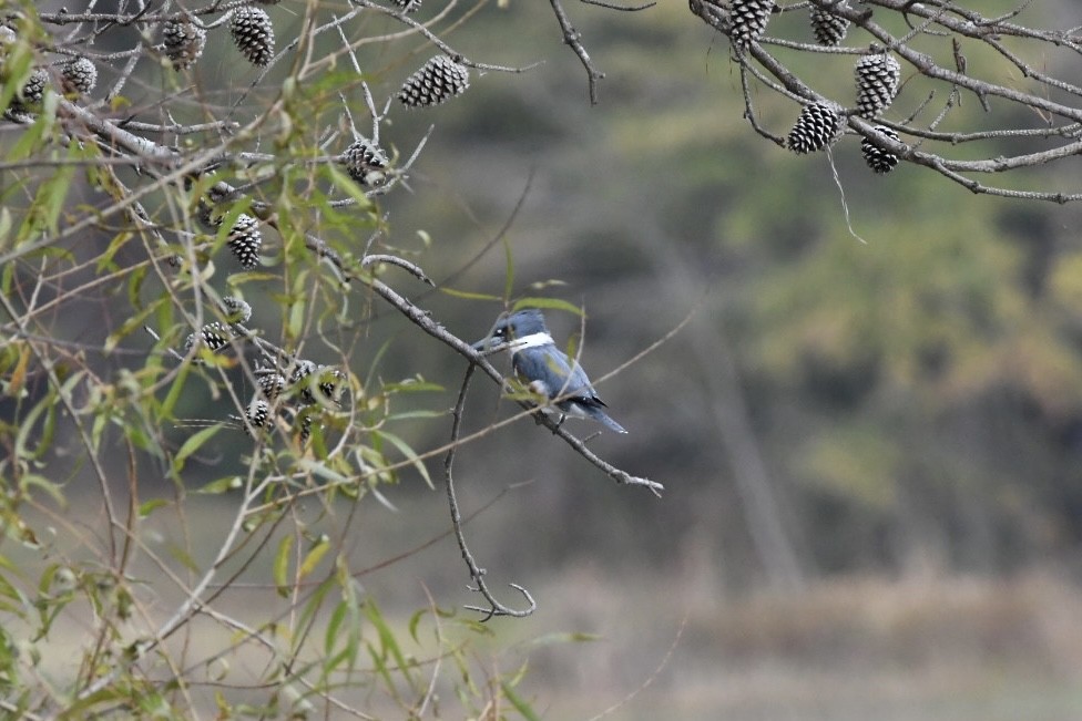 Belted Kingfisher - ML506702311