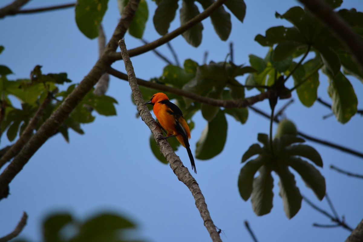 Altamira Oriole - ML50670241