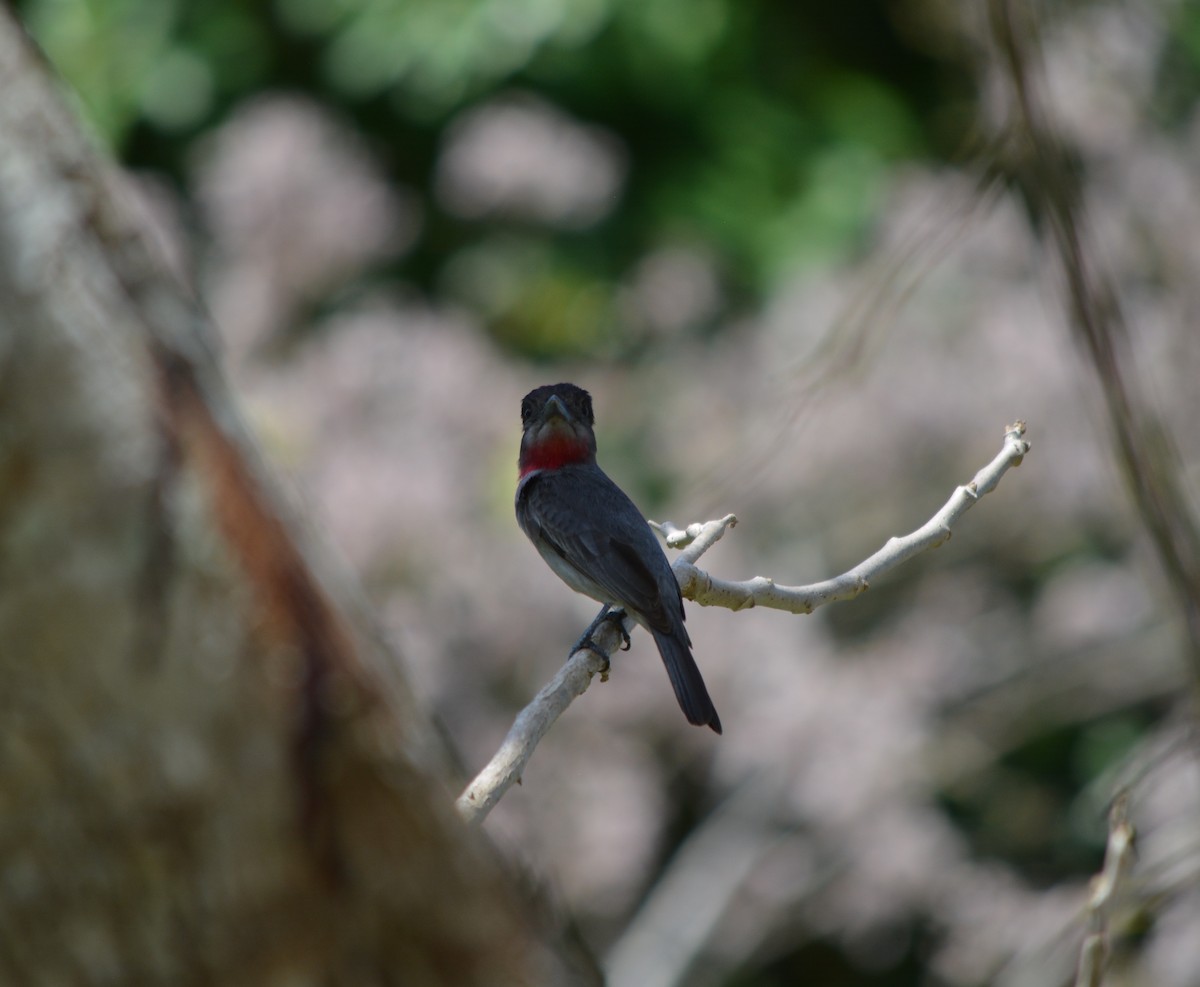 Rose-throated Becard - ML50670251