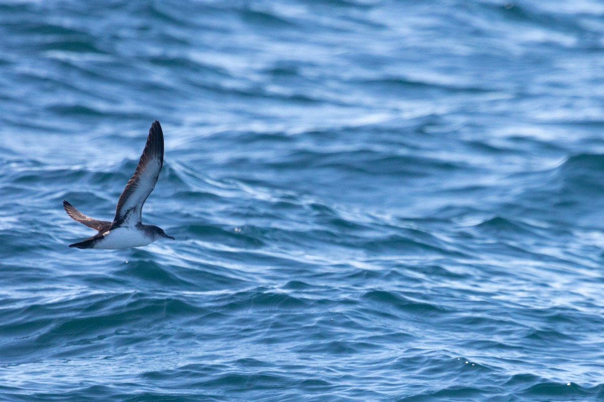 Black-vented Shearwater - Rebecca Marschall