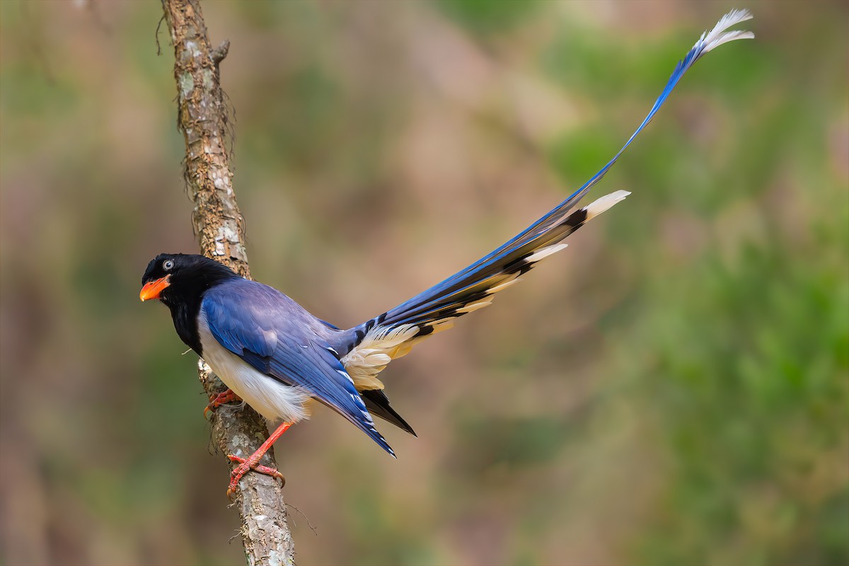 Red-billed Blue-Magpie - ML506703911