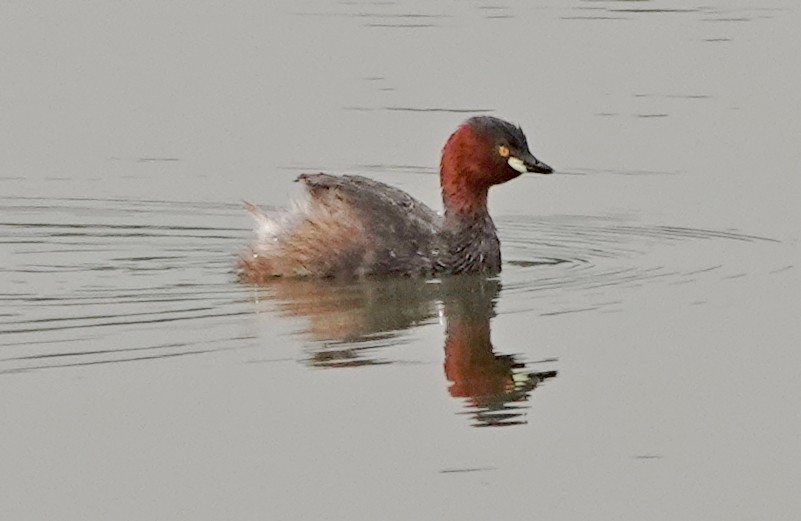 Little Grebe - ML506704461