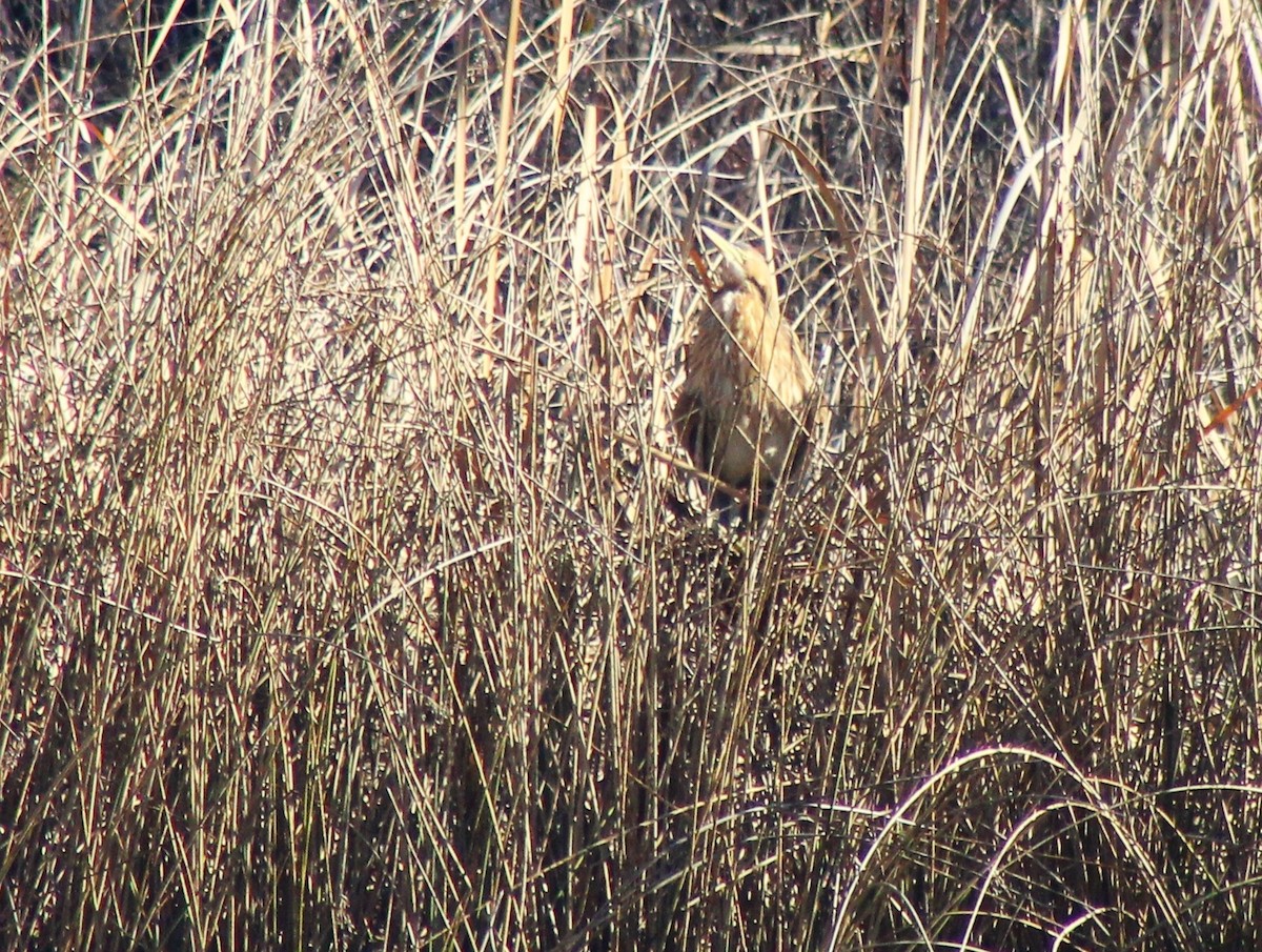 American Bittern - David Lerwill