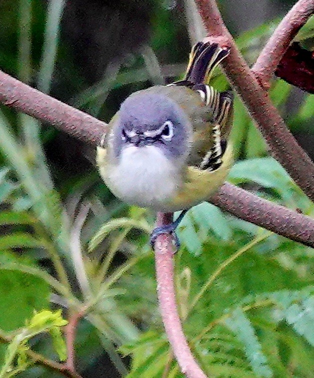 Blue-headed Vireo - ML506708271