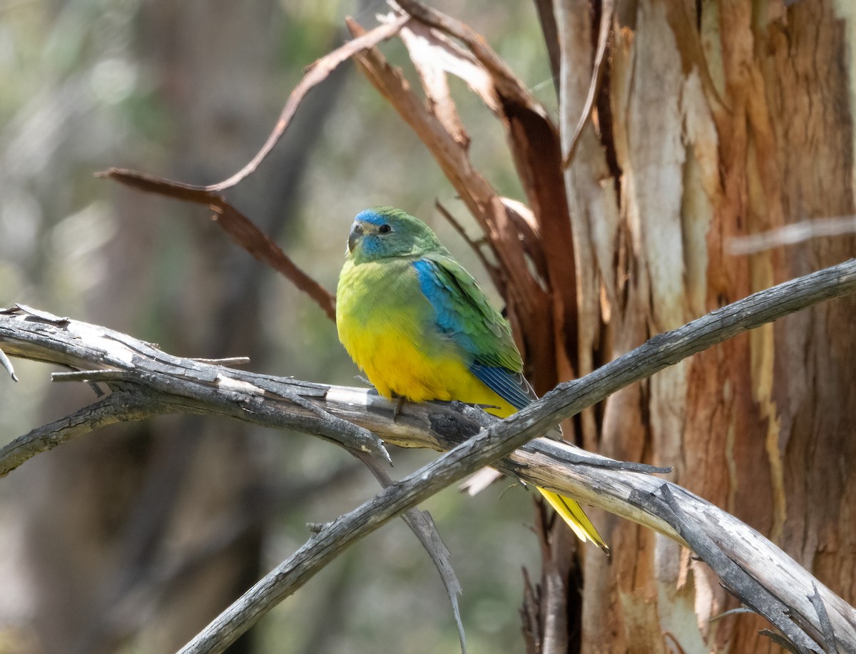 Turquoise Parrot - John Goldie and  Kathy Walter