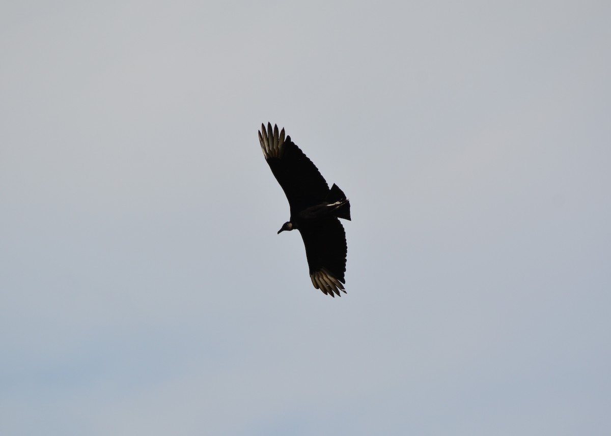 Black Vulture - Nate Brown