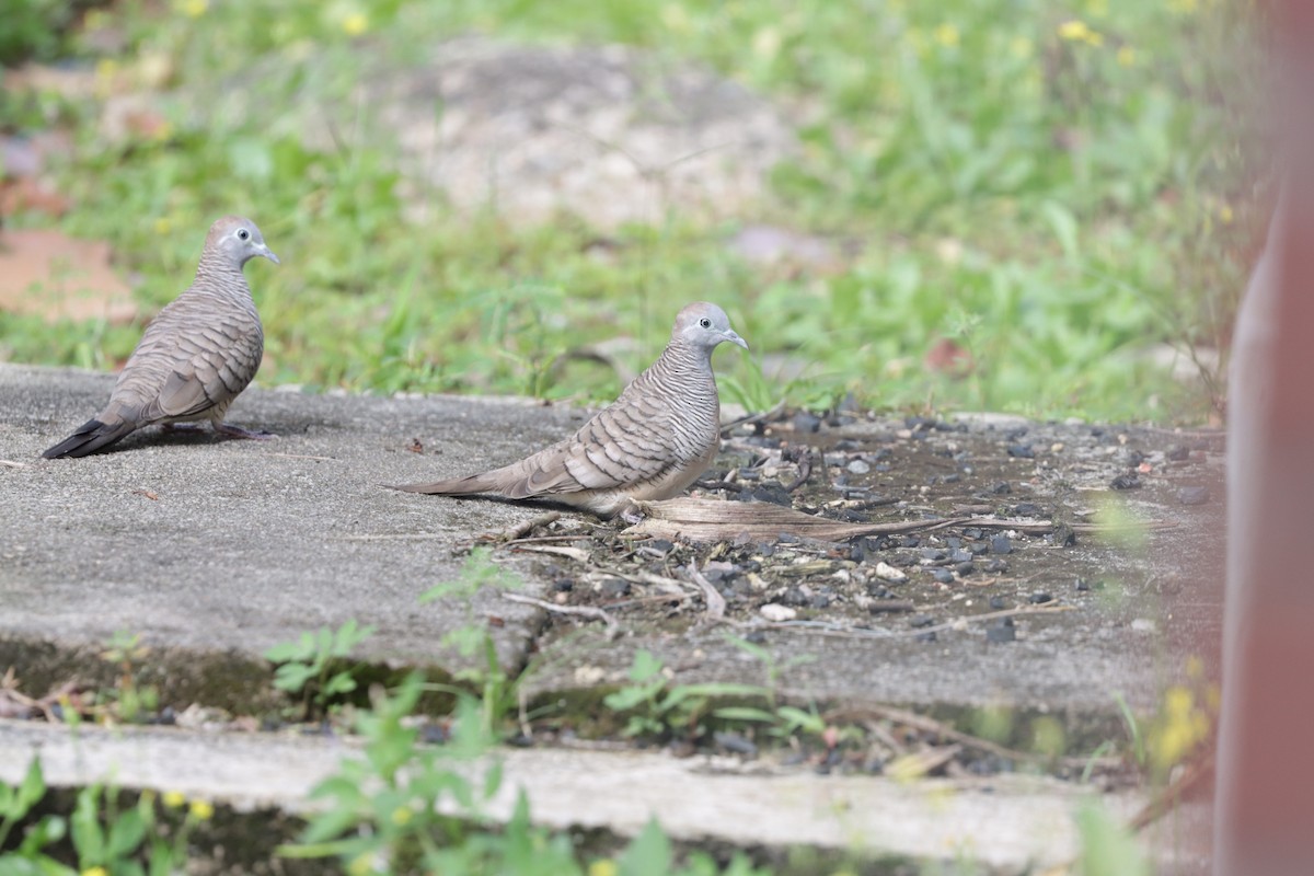 Zebra Dove - ML506709081