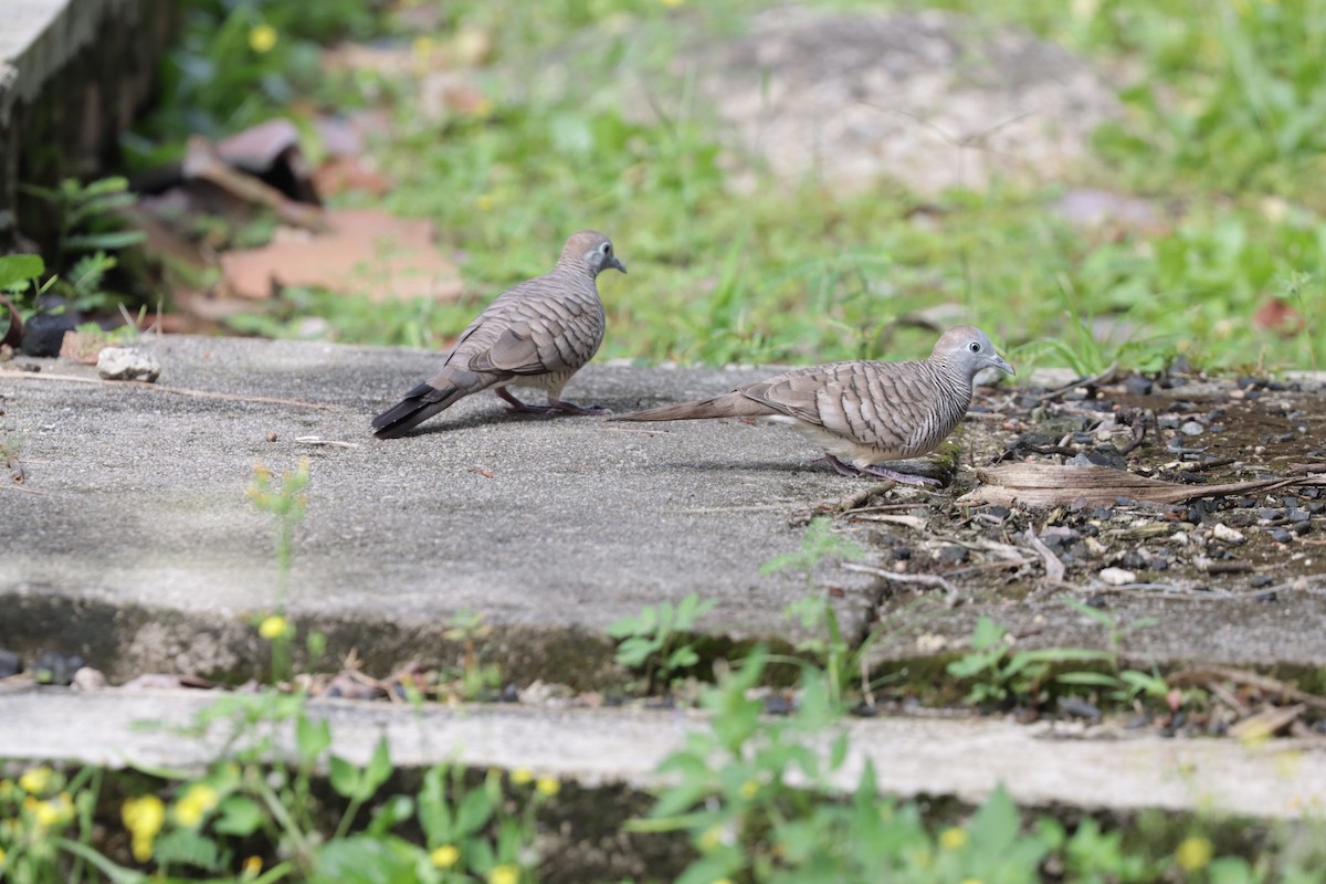 Zebra Dove - ML506709091