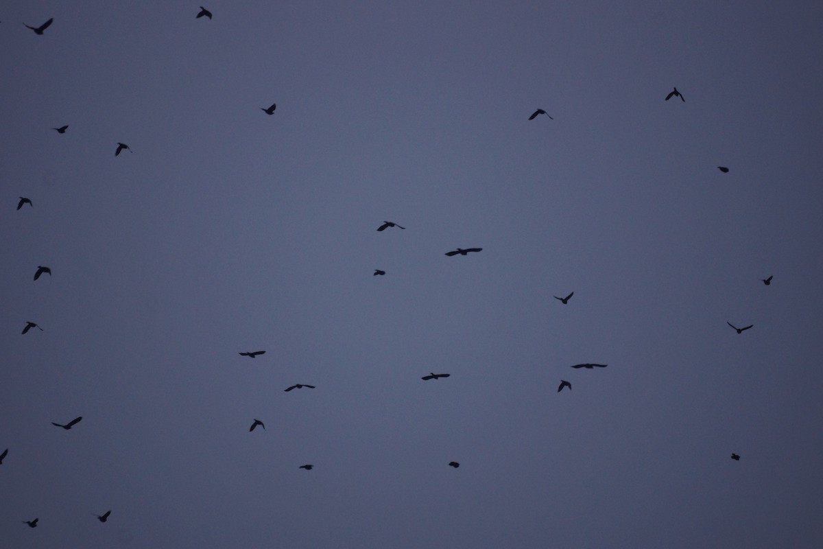 Common Grackle - ML506709421