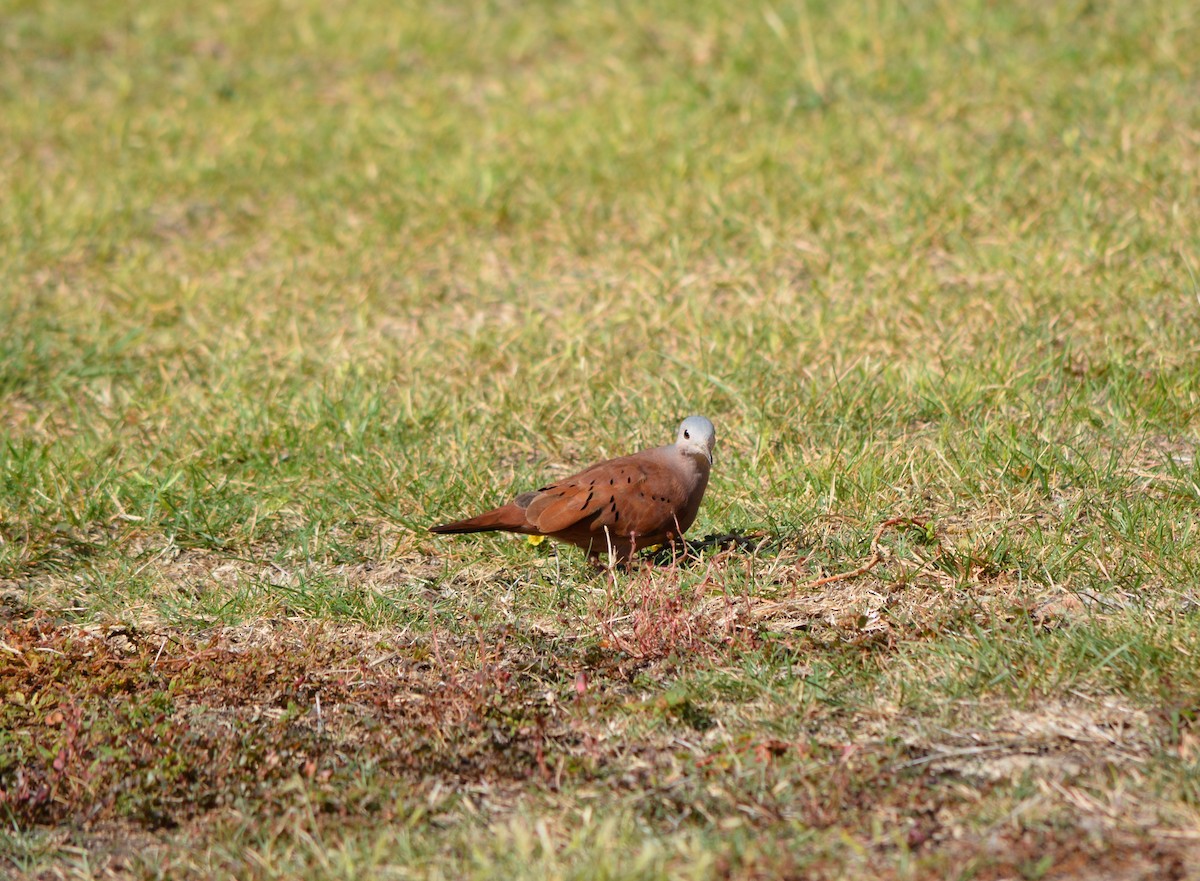 Ruddy Ground Dove - ML50670991