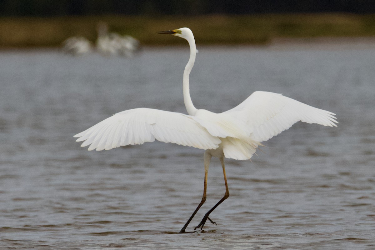 Great Egret - ML506710571