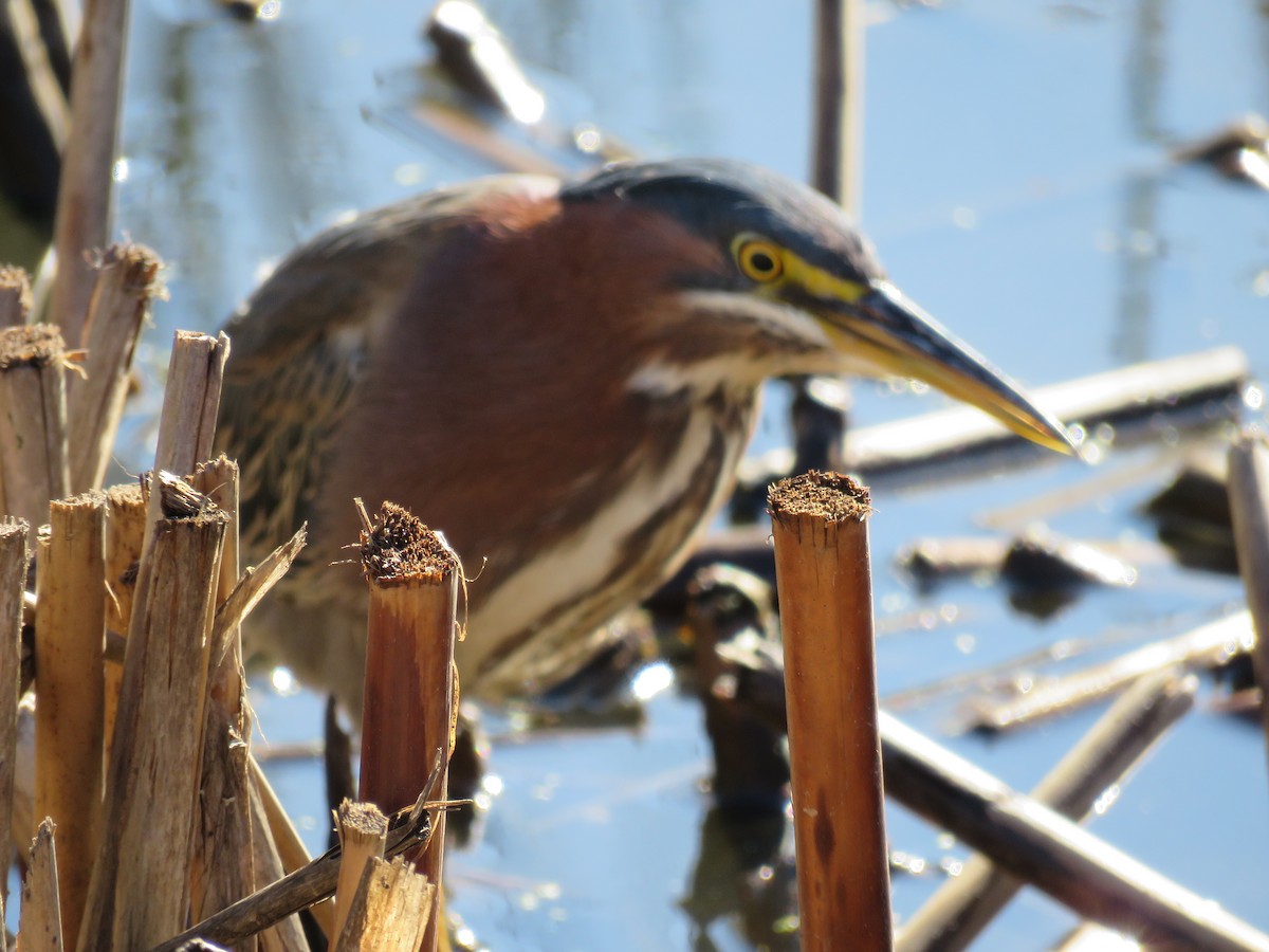 Green Heron - ML50671071