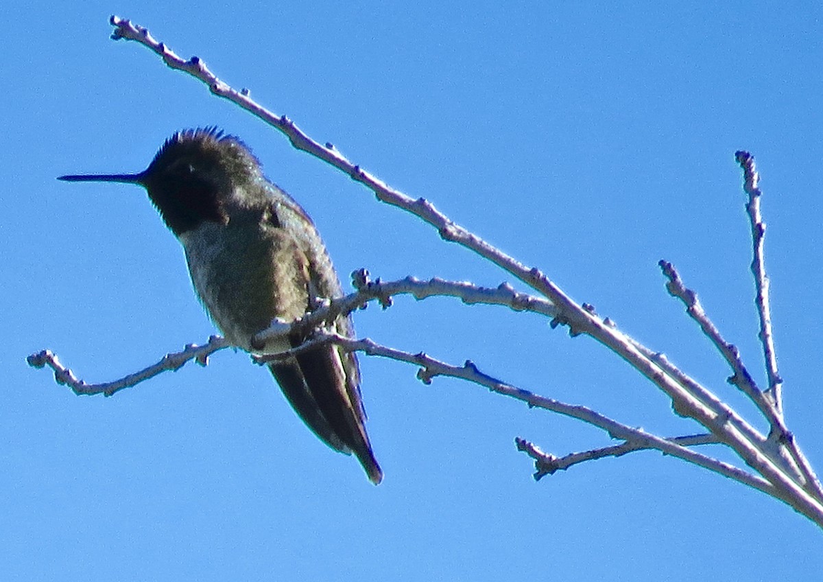 Anna's Hummingbird - ML50671111