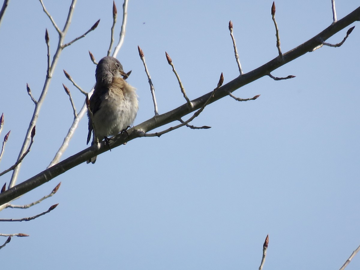 Western Bluebird - ML50671141