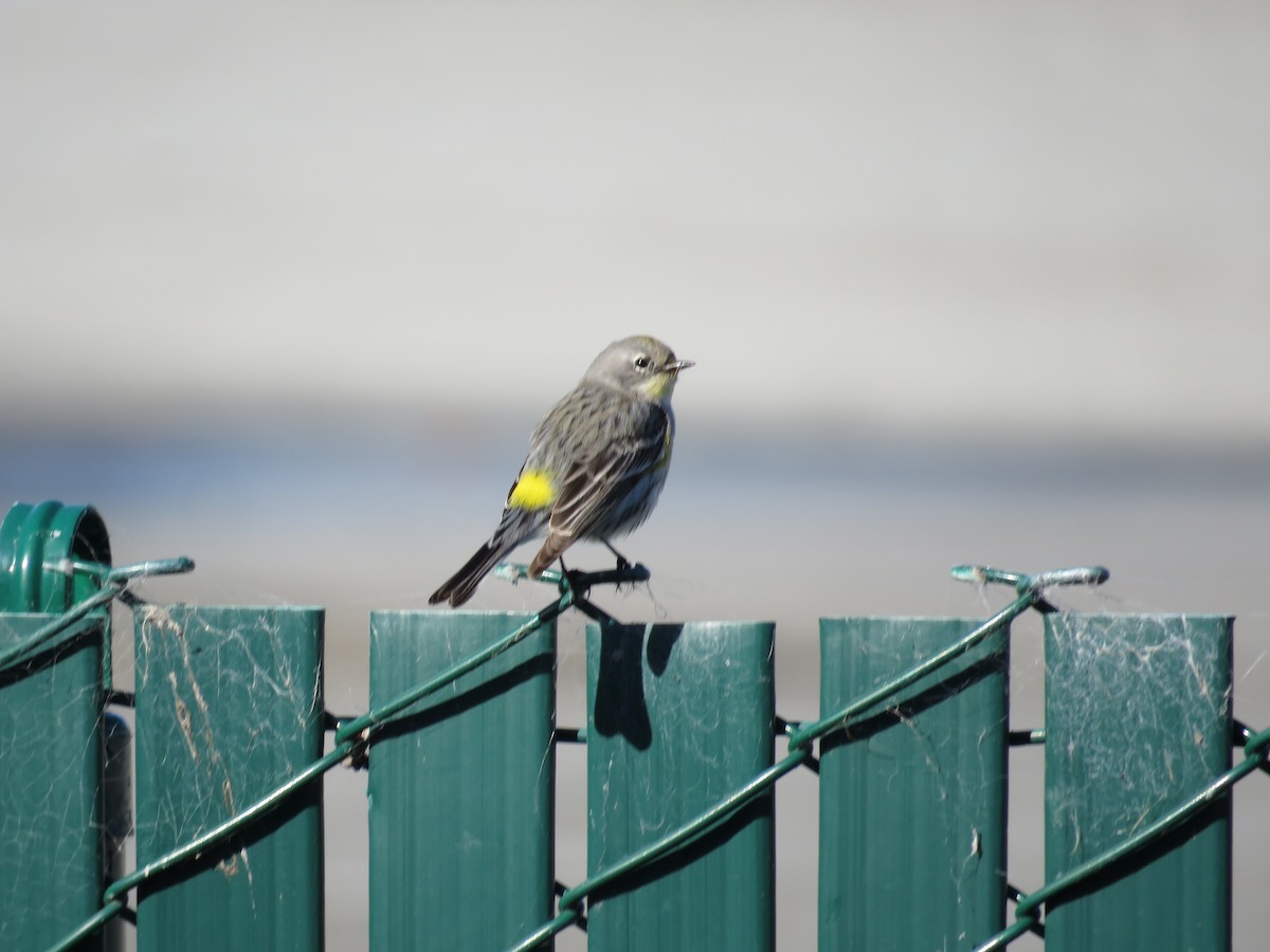 Yellow-rumped Warbler - ML50671151