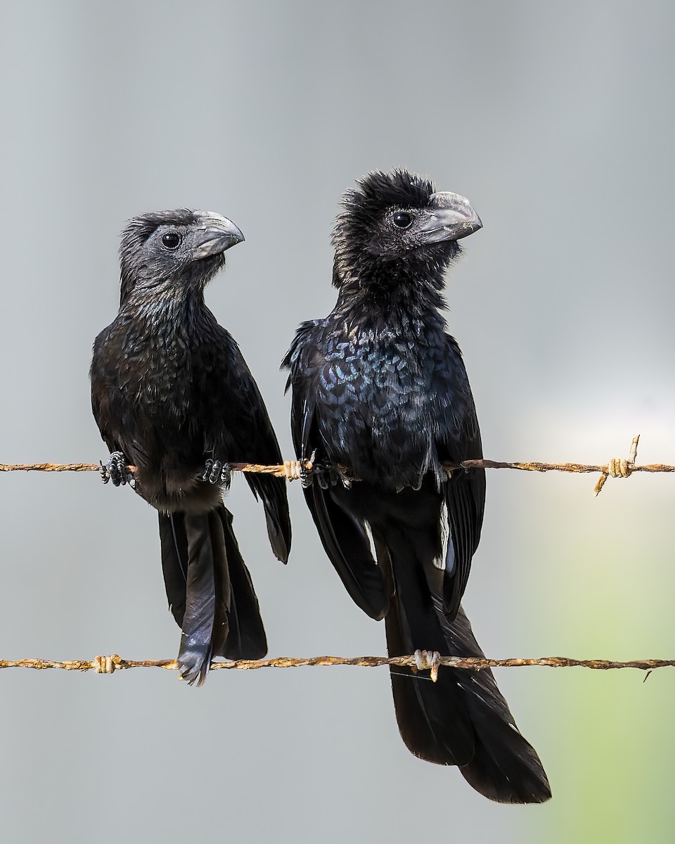 Smooth-billed Ani - ML506712201